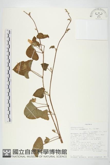 吊鐘藤藏品圖，第1張