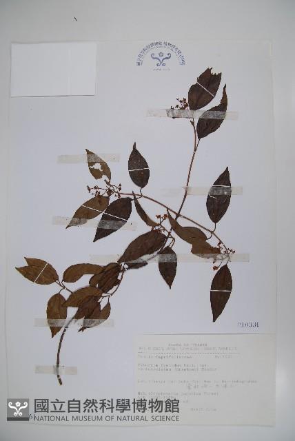 狹葉莢迷藏品圖，第1張