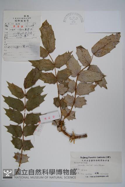 闊葉十大功勞藏品圖，第1張
