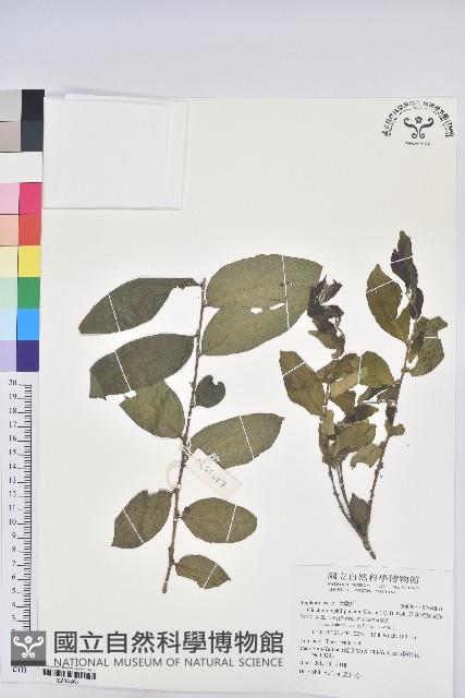 菲律賓饅頭果藏品圖，第1張