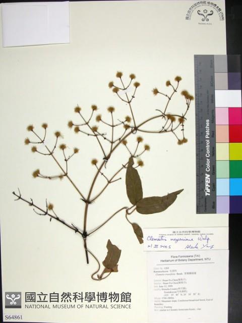 麥氏鐵線蓮藏品圖，第1張