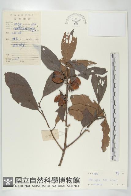 Kaki Persimmon, Japanese Persimmon Collection Image, Figure 1, Total 3 Figures