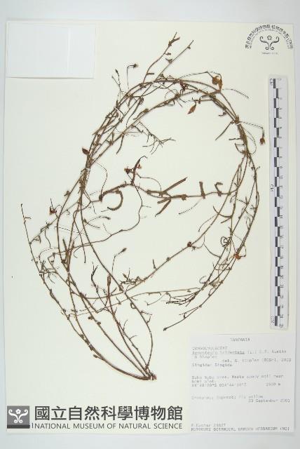 戟葉菜欒藤藏品圖，第1張