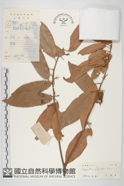 單葉豆藏品圖，第1張