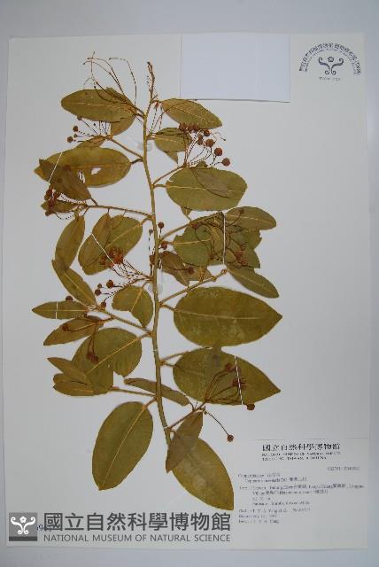 蘭嶼山柑藏品圖，第1張