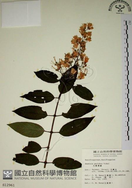大葉溲疏藏品圖，第1張
