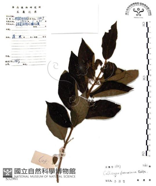 杜虹花，台灣紫珠藏品圖，第1張