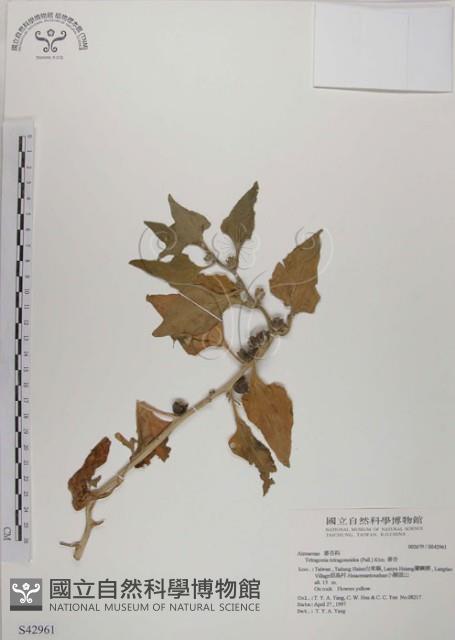 番杏藏品圖，第1張