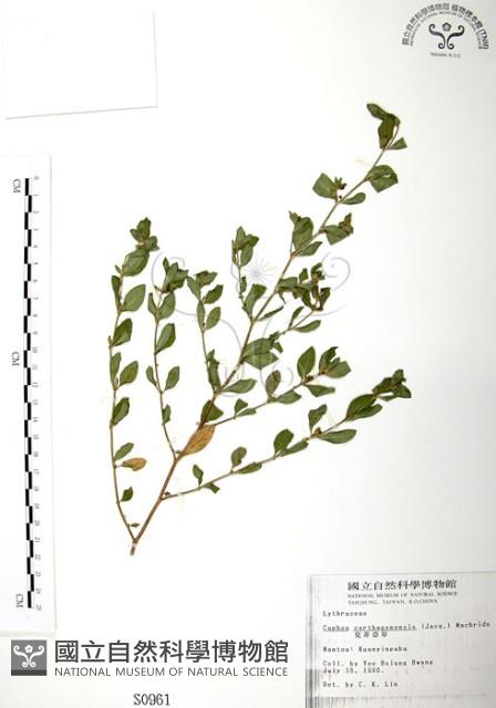 克非亞草藏品圖，第1張