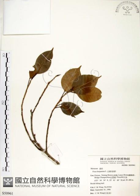 白榕、垂榕藏品圖，第1張