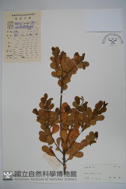 三花冬青藏品圖，第1張