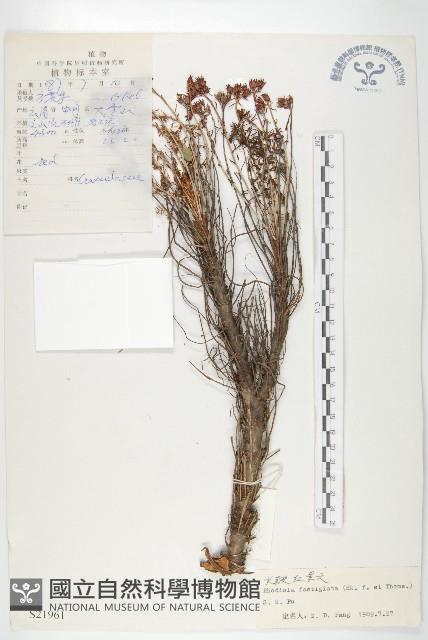 長鞭紅景天藏品圖，第1張