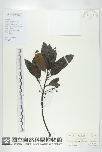 俄氏虎皮楠、蘭嶼虎皮楠、虎皮楠藏品圖，第1張