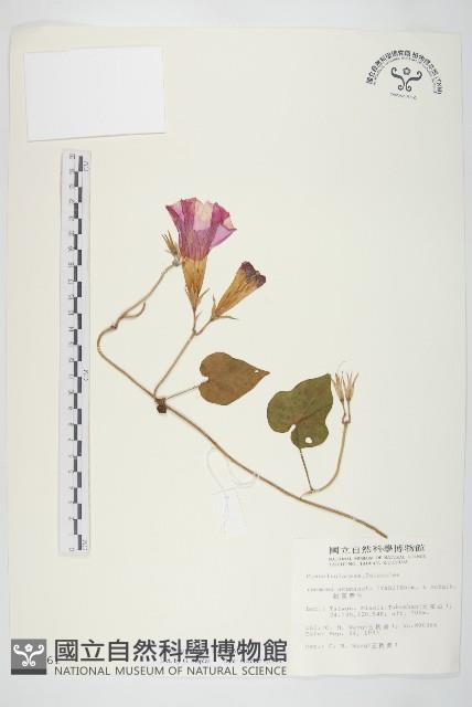 銳葉牽牛藏品圖，第1張