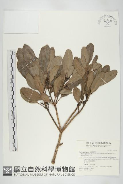 耿氏虎皮楠藏品圖，第1張