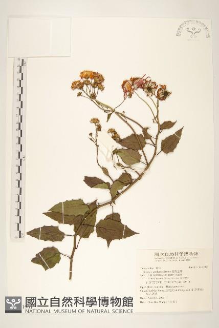 蔓黃金菊藏品圖，第1張