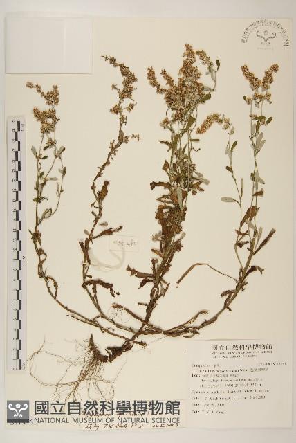 裏白鼠麴草藏品圖，第1張