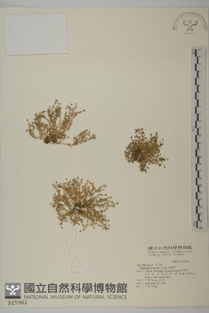 瓜槌草、漆姑草藏品圖，第1張