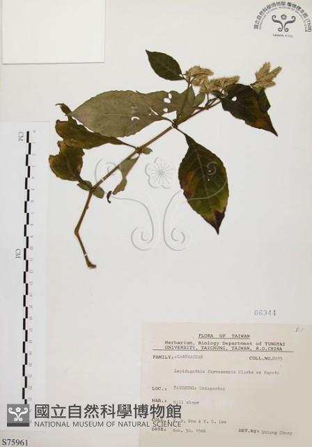 臺灣鱗球花藏品圖，第1張