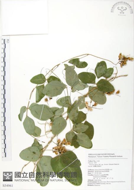 台灣山黑扁豆藏品圖，第1張