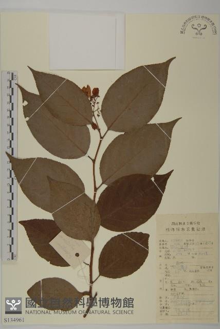 昆明山海棠藏品圖，第1張