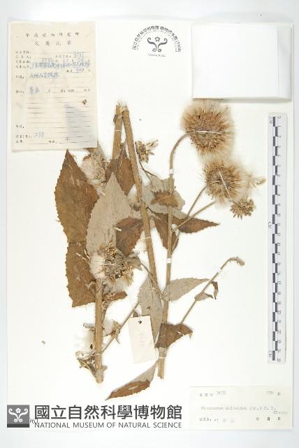 臺灣青木香藏品圖，第1張