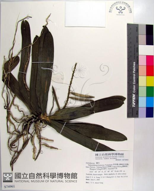 管唇蘭、蘭嶼管唇蘭、紅頭蘭藏品圖，第1張