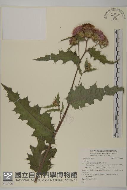 南國小薊藏品圖，第1張