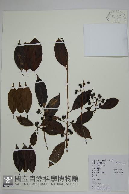 冬青藏品圖，第1張