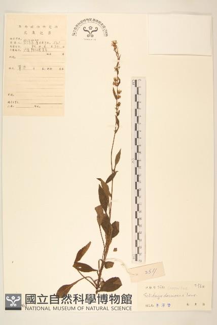 一枝黃花藏品圖，第1張