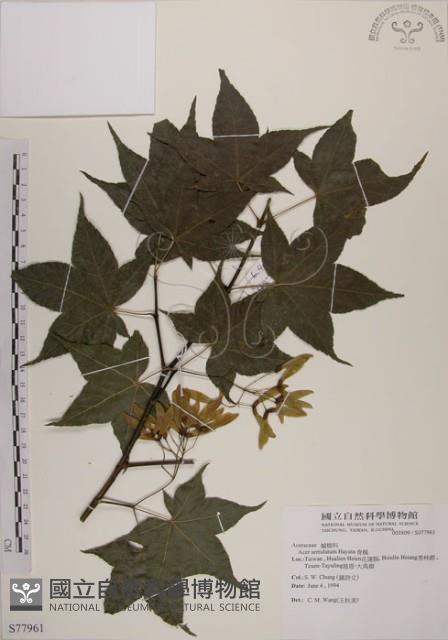 青楓藏品圖，第1張