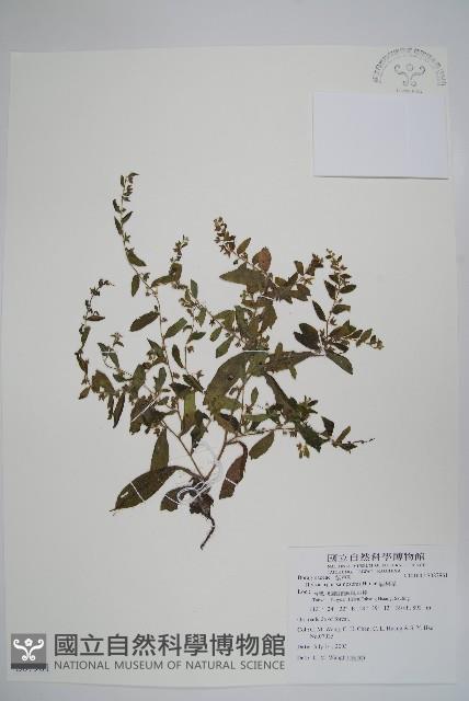 盾果草藏品圖，第1張