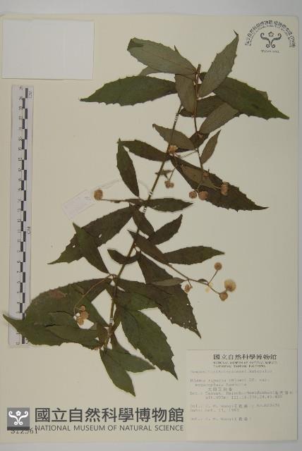 大頭艾納香藏品圖，第1張