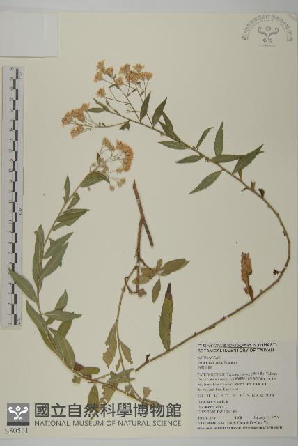 臺灣馬蘭藏品圖，第1張