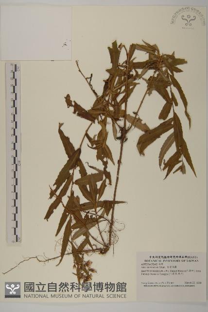 臺灣馬蘭藏品圖，第1張