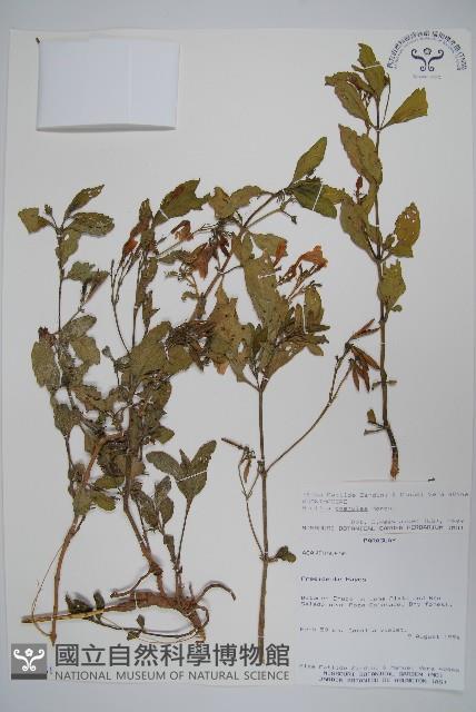 登錄號:S080561藏品圖，第1張