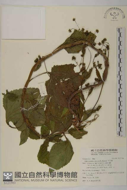 下田菊藏品圖，第1張