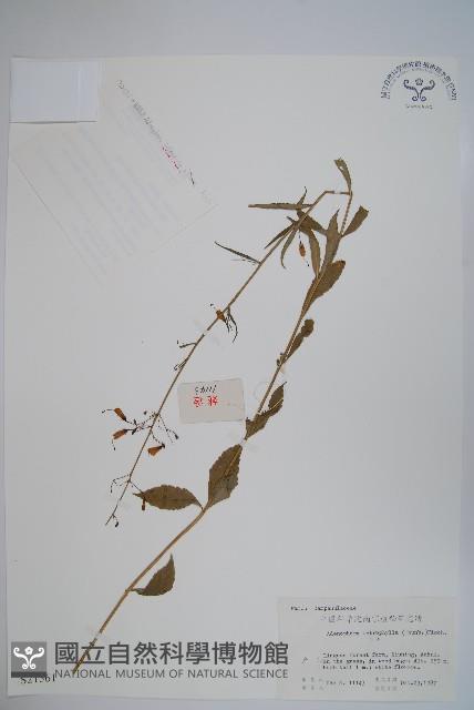 輪葉沙參藏品圖，第1張