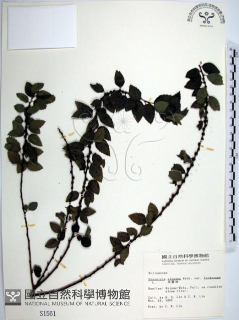 Accession Number:S001561 Collection Image