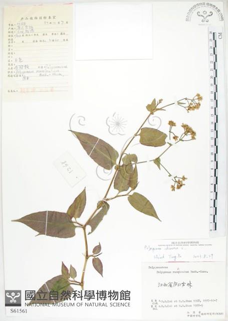 火炭母草、清飯藤藏品圖，第1張