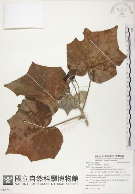 山芙蓉、臺灣山芙蓉、狗頭芙蓉藏品圖，第1張