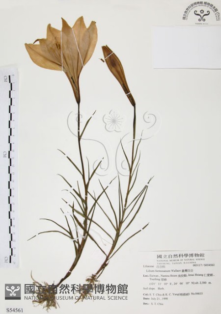 臺灣百合藏品圖，第1張