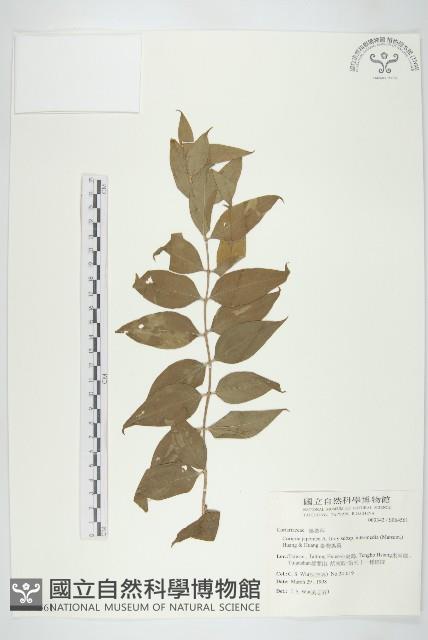 臺灣馬桑藏品圖，第1張