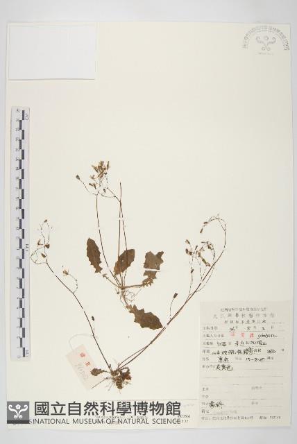 黃鵪菜藏品圖，第1張