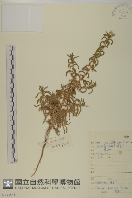 砂藍刺頭藏品圖，第1張
