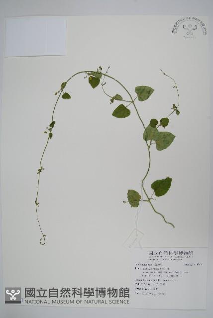 登錄號:S092641藏品圖，第1張