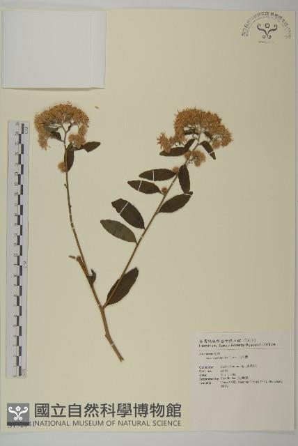 山白蘭藏品圖，第1張