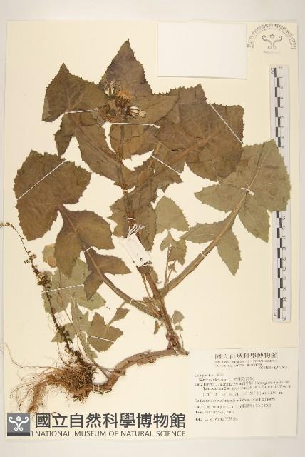 苦滇菜、苦菜藏品圖，第1張