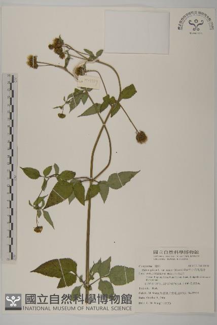 小白花鬼針藏品圖，第1張