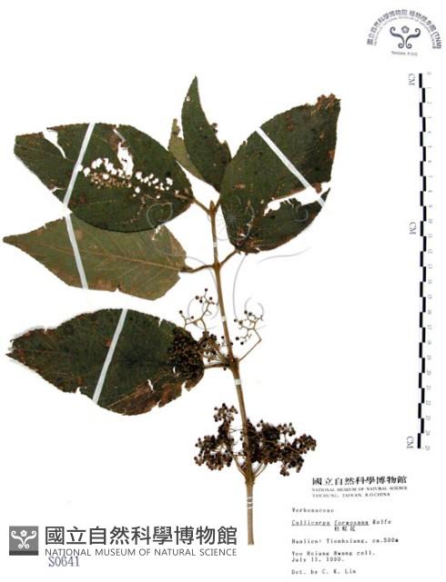 杜虹花，台灣紫珠藏品圖，第1張